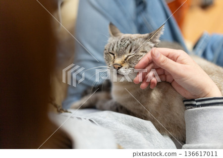 hold a cat 136617011