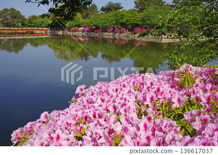 休華公園的杜鵑花（三重縣桑名市） 136617037