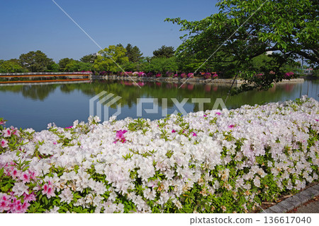 休華公園的杜鵑花（三重縣桑名市） 136617040