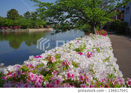 休華公園的杜鵑花(三重縣桑名市) 休華公園的杜鵑花(三重縣桑名市) 136617041