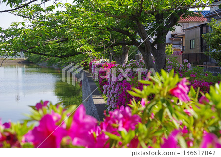 休華公園的杜鵑花（三重縣桑名市） 136617042