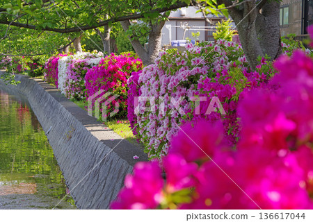 休華公園的杜鵑花（三重縣桑名市） 136617044