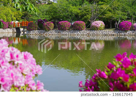 休華公園的杜鵑花（三重縣桑名市） 136617045