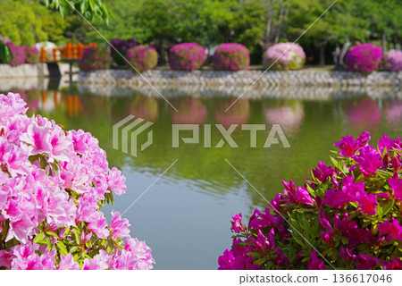 休華公園的杜鵑花(三重縣桑名市) 休華公園的杜鵑花(三重縣桑名市) 136617046
