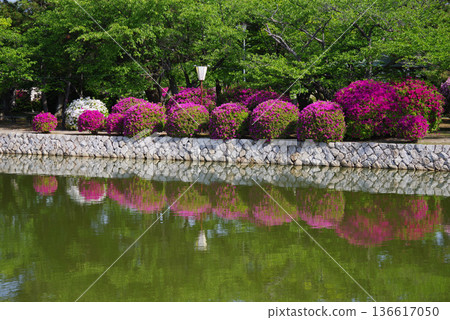 休華公園的杜鵑花（三重縣桑名市） 136617050