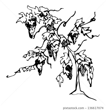 Wine grape foliage on twisted vine trunk. Tendrils, fruit clusters, organic branching. Vector illustration hand drawn in ink for gourmet products, vineyard posters, winery websites, seasonal graphics. 136617074