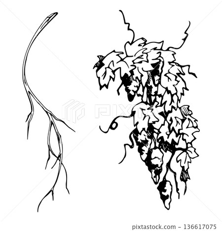 Grapevine with leaves and curling tendrils, grape fruit clusters, rustic winery symbol, natural vineyard botanical. Hand drawn ink vector illustration for farm branding, travel themes, harvest artwork Grapevine with leaves and curling tendrils, grape fruit clusters, rustic winery symbol, natural vineyard botanical. Hand drawn ink vector illustration for farm branding, travel themes, harvest artwork 136617075