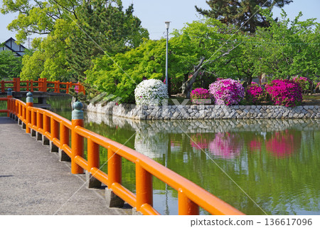 休華公園的杜鵑花(三重縣桑名市) 休華公園的杜鵑花(三重縣桑名市) 136617096