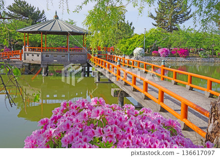 Azaleas at Kyuka Park (Kuwana City, Mie Prefecture) Azaleas at Kyuka Park (Kuwana City, Mie Prefecture) 136617097