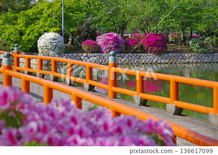 Azaleas at Kyuka Park (Kuwana City, Mie Prefecture) 136617099