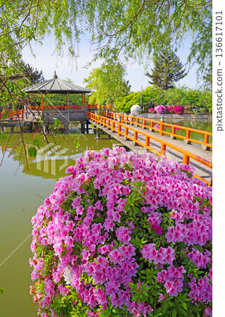 Azaleas at Kyuka Park (Kuwana City, Mie Prefecture) Azaleas at Kyuka Park (Kuwana City, Mie Prefecture) 136617101