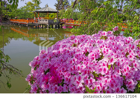 休華公園的杜鵑花(三重縣桑名市) 休華公園的杜鵑花(三重縣桑名市) 136617104