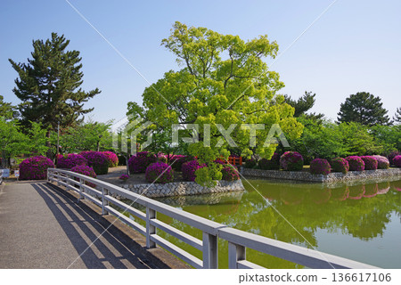 Azaleas and fresh greenery at Kyuka Park (Kuwana City, Mie Prefecture) Azaleas and fresh greenery at Kyuka Park (Kuwana City, Mie Prefecture) 136617106