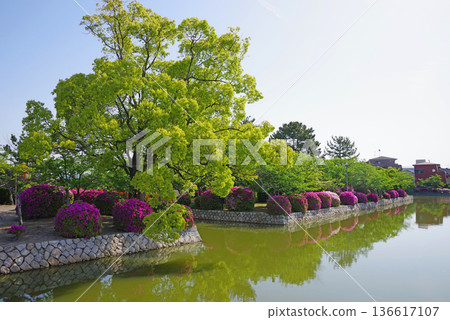 Azaleas and fresh greenery at Kyuka Park (Kuwana City, Mie Prefecture) Azaleas and fresh greenery at Kyuka Park (Kuwana City, Mie Prefecture) 136617107