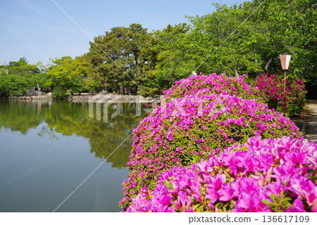 休華公園的杜鵑花(三重縣桑名市) 休華公園的杜鵑花(三重縣桑名市) 136617109