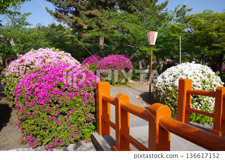 休華公園的杜鵑花(三重縣桑名市) 休華公園的杜鵑花(三重縣桑名市) 136617152