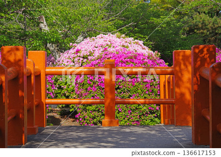 休華公園的杜鵑花(三重縣桑名市) 休華公園的杜鵑花(三重縣桑名市) 136617153