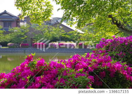 休華公園的杜鵑花(三重縣桑名市) 休華公園的杜鵑花(三重縣桑名市) 136617155