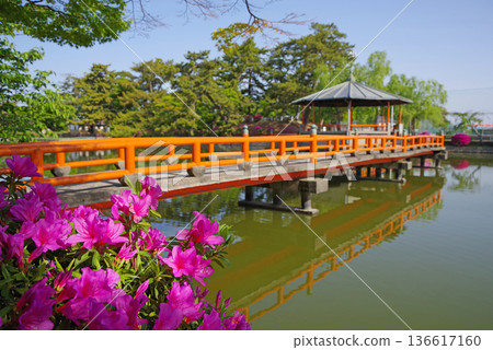 休華公園的杜鵑花(三重縣桑名市) 休華公園的杜鵑花(三重縣桑名市) 136617160