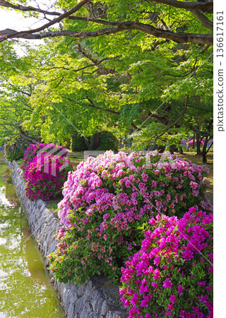 休華公園的杜鵑花（三重縣桑名市） 136617161