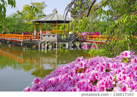 休華公園的杜鵑花（三重縣桑名市） 136617163