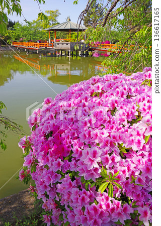 休華公園的杜鵑花(三重縣桑名市) 休華公園的杜鵑花(三重縣桑名市) 136617165