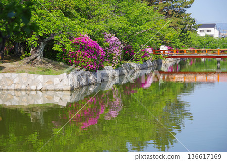 休華公園的杜鵑花(三重縣桑名市) 休華公園的杜鵑花(三重縣桑名市) 136617169
