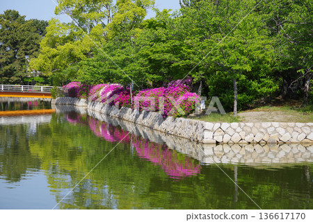 休華公園的杜鵑花（三重縣桑名市） 136617170
