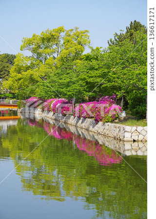 休華公園的杜鵑花(三重縣桑名市) 休華公園的杜鵑花(三重縣桑名市) 136617171
