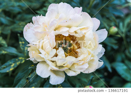 Herbaceous Peonies Pink Hawaiian Coral in flower  136617191
