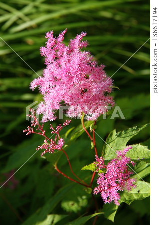 Flowers of Simopocillium Flowers of Simopocillium 136617194