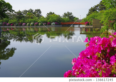 休華公園的杜鵑花(三重縣桑名市) 休華公園的杜鵑花(三重縣桑名市) 136617245