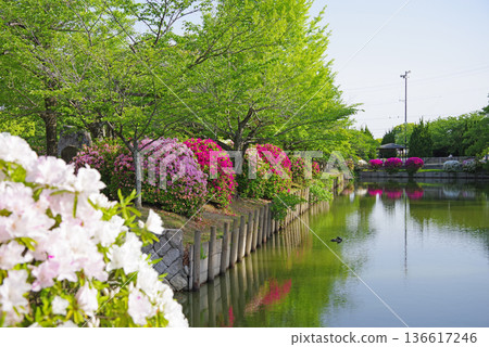 久花公園（三重縣桑名市）的杜鵑花和新鮮綠植 136617246