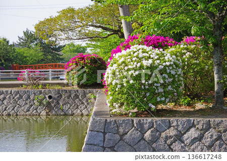休華公園的杜鵑花(三重縣桑名市) 休華公園的杜鵑花(三重縣桑名市) 136617248