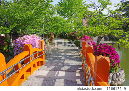 休華公園的杜鵑花（三重縣桑名市） 136617249