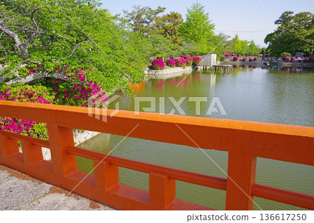 休華公園的杜鵑花(三重縣桑名市) 休華公園的杜鵑花(三重縣桑名市) 136617250