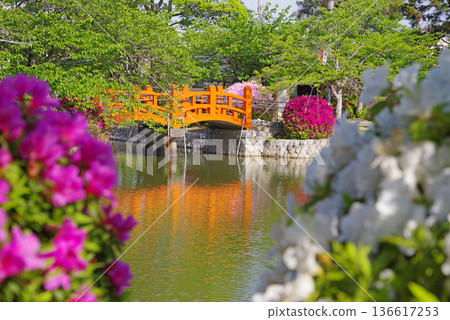 Azaleas at Kyuka Park (Kuwana City, Mie Prefecture) Azaleas at Kyuka Park (Kuwana City, Mie Prefecture) 136617253