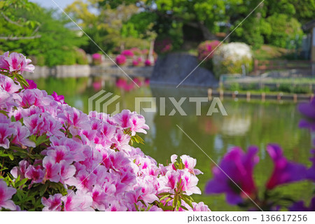 休華公園的杜鵑花(三重縣桑名市) 休華公園的杜鵑花(三重縣桑名市) 136617256