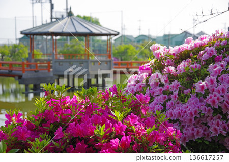 休華公園的杜鵑花(三重縣桑名市) 休華公園的杜鵑花(三重縣桑名市) 136617257