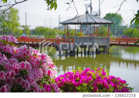 休華公園的杜鵑花(三重縣桑名市) 休華公園的杜鵑花(三重縣桑名市) 136617258