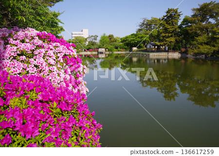 休華公園的杜鵑花（三重縣桑名市） 136617259
