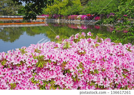 休華公園的杜鵑花(三重縣桑名市) 休華公園的杜鵑花(三重縣桑名市) 136617261