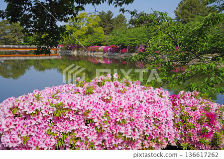 Azaleas at Kyuka Park (Kuwana City, Mie Prefecture) 136617262