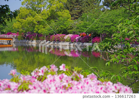 Azaleas at Kyuka Park (Kuwana City, Mie Prefecture) 136617263