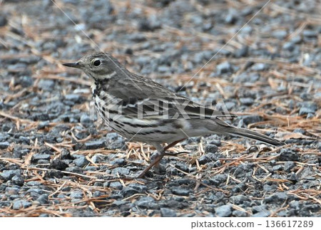 A pipit that has descended to the ground A pipit that has descended to the ground 136617289