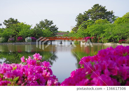 休華公園的杜鵑花（三重縣桑名市） 136617306