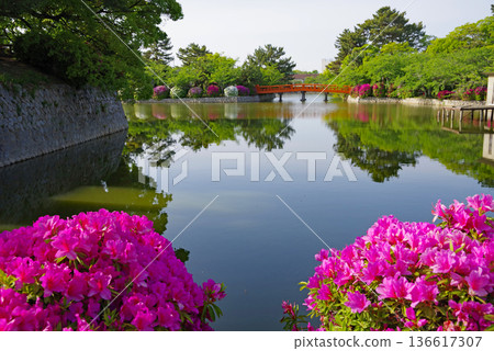 休華公園的杜鵑花（三重縣桑名市） 136617307