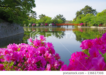 Azaleas at Kyuka Park (Kuwana City, Mie Prefecture) Azaleas at Kyuka Park (Kuwana City, Mie Prefecture) 136617308
