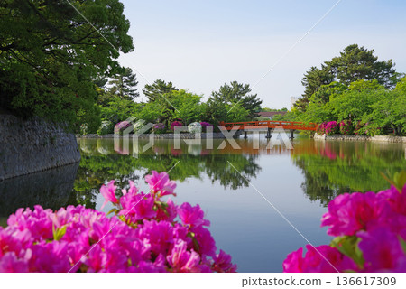 Azaleas at Kyuka Park (Kuwana City, Mie Prefecture) Azaleas at Kyuka Park (Kuwana City, Mie Prefecture) 136617309