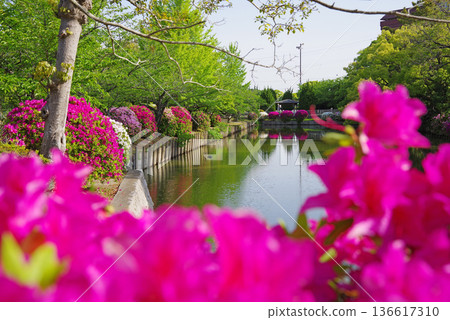 Azaleas at Kyuka Park (Kuwana City, Mie Prefecture) Azaleas at Kyuka Park (Kuwana City, Mie Prefecture) 136617310